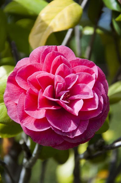 Röd camellia blomma — Stockfoto