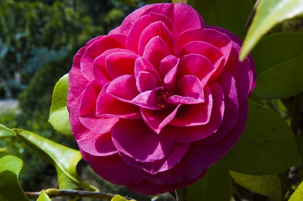 Rode camellia bloem — Stockfoto