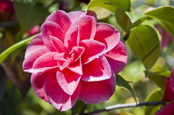 Květina červená kamélie — Stock fotografie