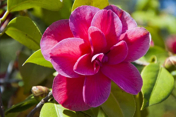 Röd camellia blomma — Stockfoto