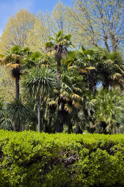 L'arboretum du parc — Photo
