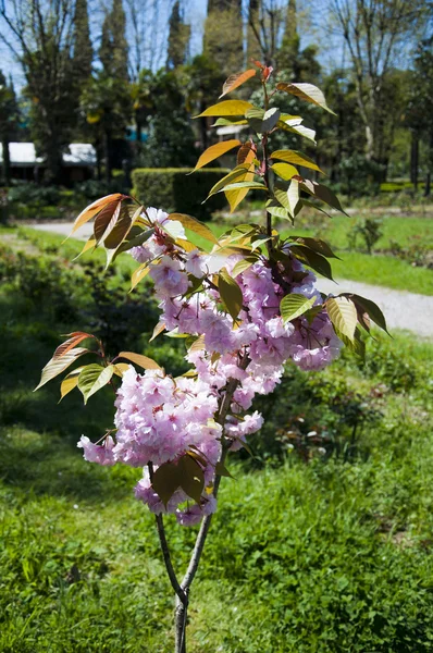 Květina sakura — Stock fotografie