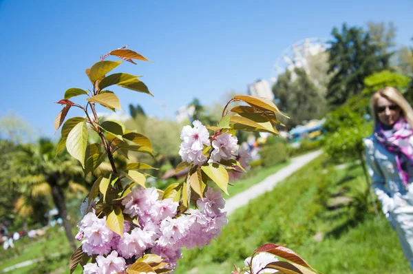 Il sakura di fiore — Foto Stock