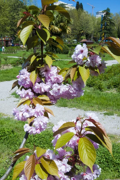 Die Blume sakura — Stockfoto
