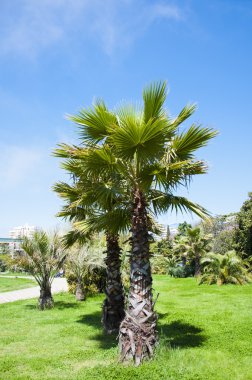 palmiye ağacı