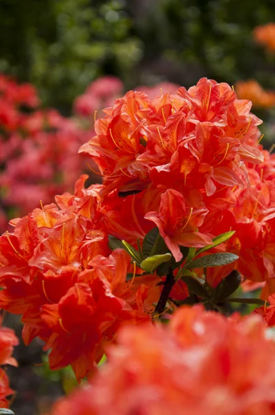 A flor — Fotografia de Stock