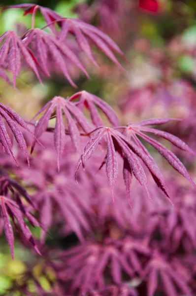 stock image Beautiful maple leaves