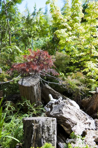 Akçaağaç ağaç kütüğü çimenlerin üzerinde — Stok fotoğraf