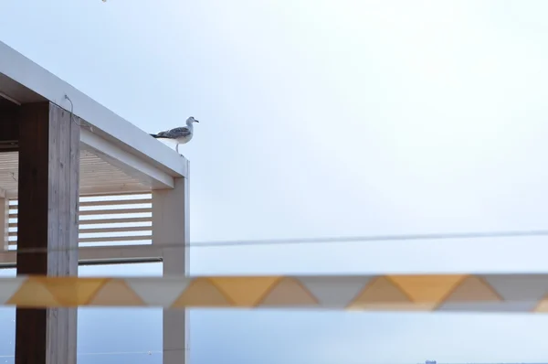 Mewa ptaka morskiego. zbliżenie natury — Zdjęcie stockowe