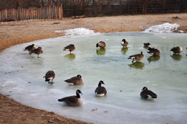 Duck in spring pond clipart