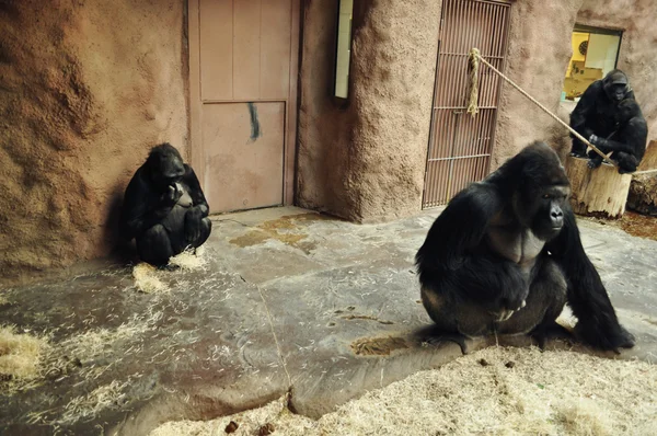 Семья горила в зоопарке — стоковое фото
