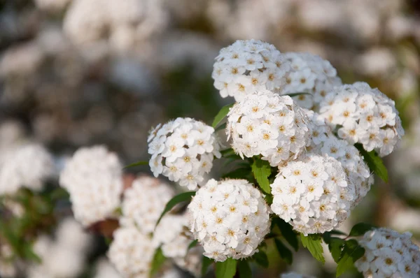 stock image Pentas Lanceolata