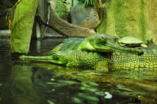 Krokodile mit Schildkröte im Zoo, Tschechische Republik — Stockfoto