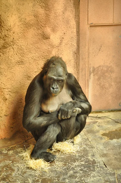 Gorila στο ζωολογικό κήπο στην Τσεχική Δημοκρατία — Φωτογραφία Αρχείου