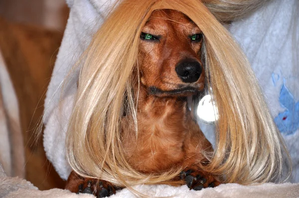 Красивая собака в парике — стоковое фото