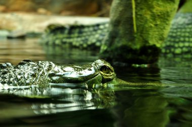 yanlış gharial