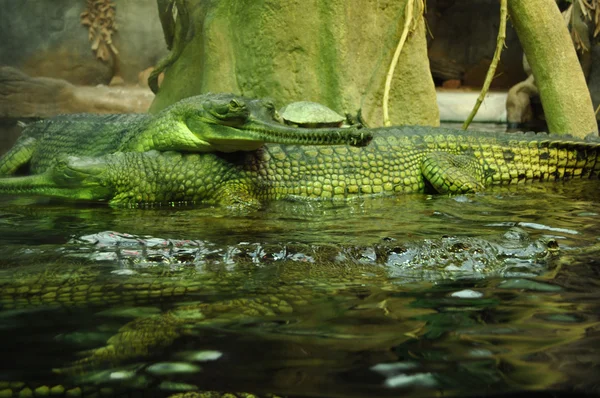 The false gharial — Stock Photo, Image