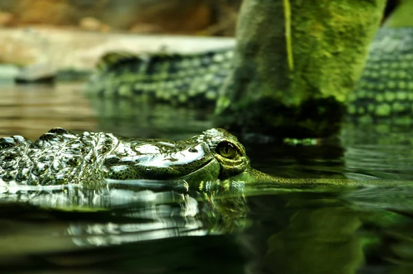 A Szunda-krokodil — Stock Fotó