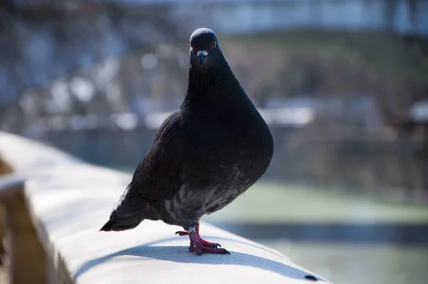 Pigeon walks — Stock Photo, Image
