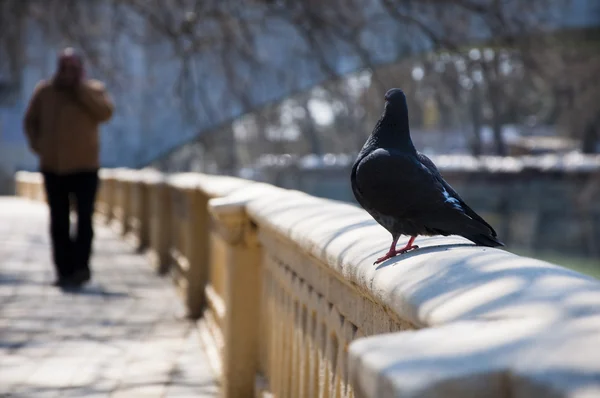 Pigeon walks — Stock Photo, Image