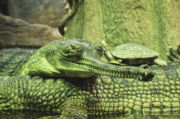 Krokodile mit Schildkröte im Zoo, Tschechische Republik — Stockfoto