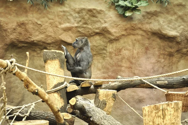 Gorila doing exercises — Stock Photo, Image