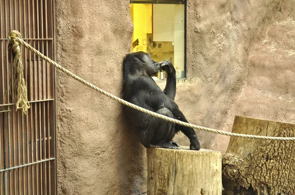 Gorila is thinking — Stock Photo, Image