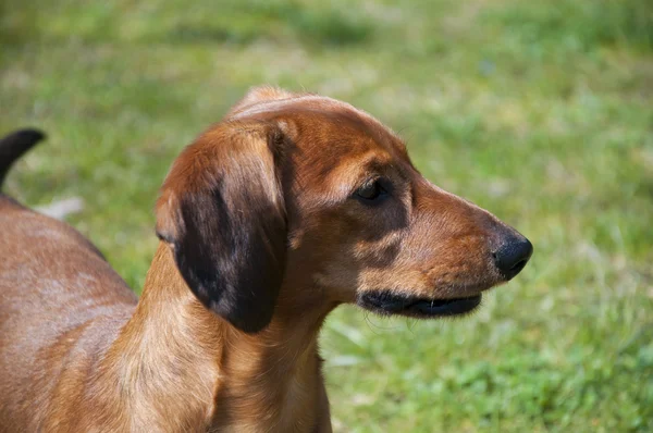 stock image The funny dog