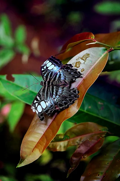 Motyl Zdjęcie Stockowe