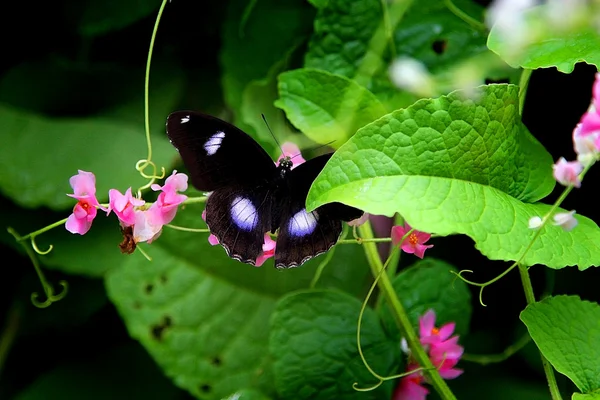 Farfalla Foto Stock