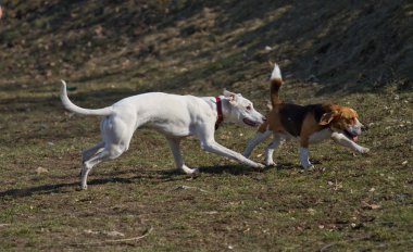 iki köpek oynama