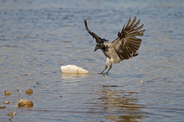 stock image Black crow landing on water