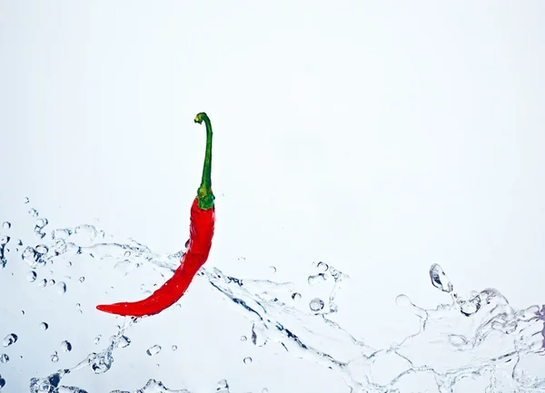 stock image Spicy chilly underwater