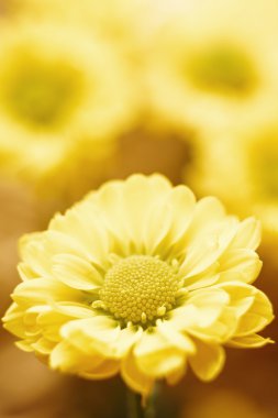 Beautiful spring chrysanthemum flowers on yellow background clipart