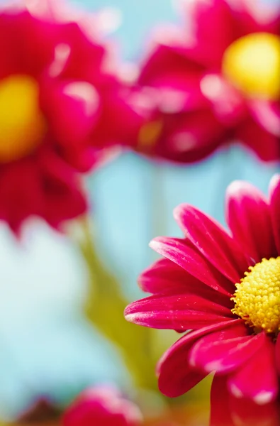 stock image Beautiful spring chrysanthemum flowers on blue background