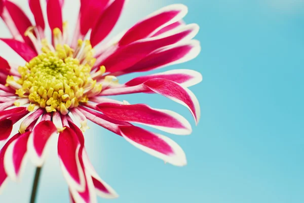 Schöne Frühling Chrysanthemen Blumen auf blauem Hintergrund — Stockfoto
