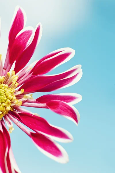Schöne Frühling Chrysanthemen Blumen auf blauem Hintergrund — Stockfoto