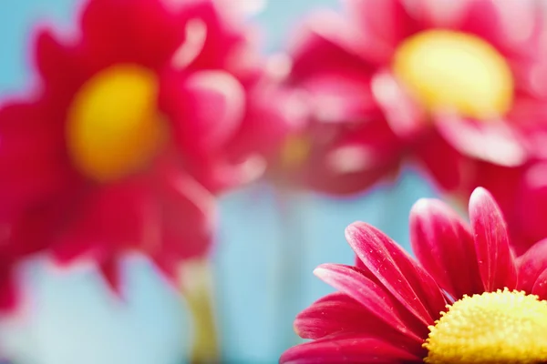 Vacker vår chrysanthemum blommor på blå bakgrund — Stockfoto