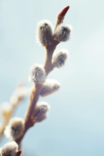 stock image Beautiful catkin on blue background