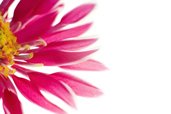 Beautiful spring chrysanthemum flowers on white background — Stock Photo, Image