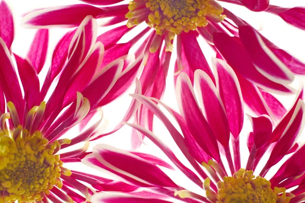 Beautiful spring chrysanthemum flowers — Stock Photo, Image
