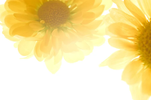 Beautiful spring chrysanthemum flowers on white background — Stock Photo, Image