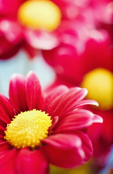 Beautiful spring chrysanthemum flowers on blue background — Stock Photo, Image