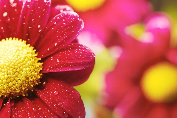 Beautiful dewy chrysanthemum flowers — Stock Photo, Image
