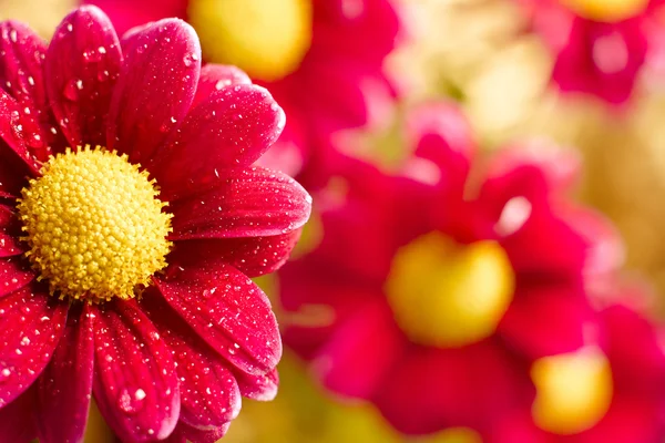 Beautiful dewy chrysanthemum flowers on yellow background — Stock Photo, Image