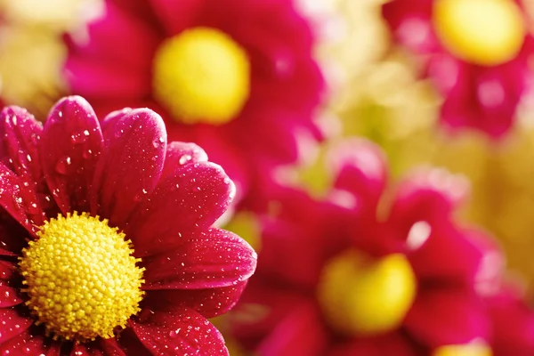 Mooie dewy chrysant bloemen op gele achtergrond — Stockfoto
