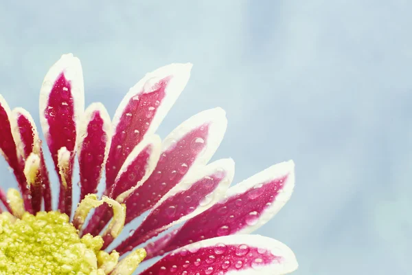 Schöne taufrische Chrysanthemenblüten auf blauem Hintergrund — Stockfoto