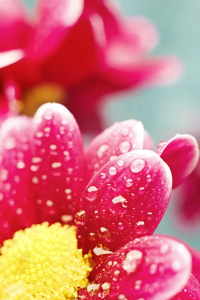 Beautiful dewy chrysanthemum flowers on blue background — Stock Photo, Image