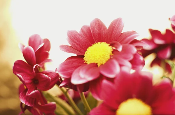 Vackra vårblommor krysantemum — Stockfoto