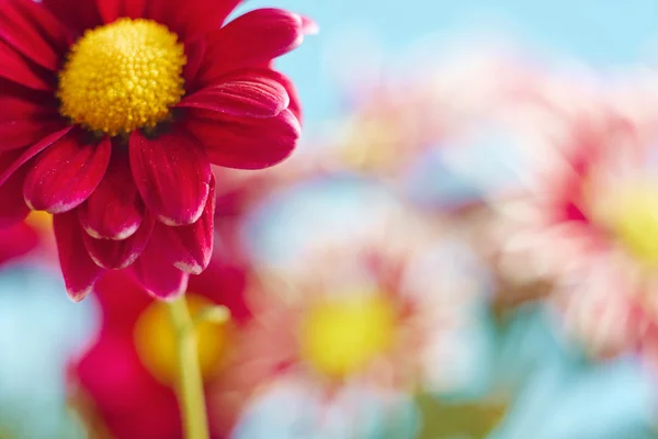 Прекрасні весняні квіти хризантем на синьому фоні — стокове фото